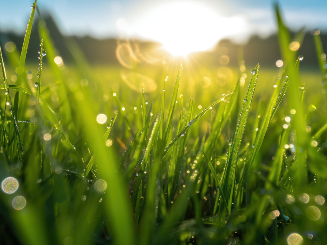 Image of grass covered in dew with the sun shining. 