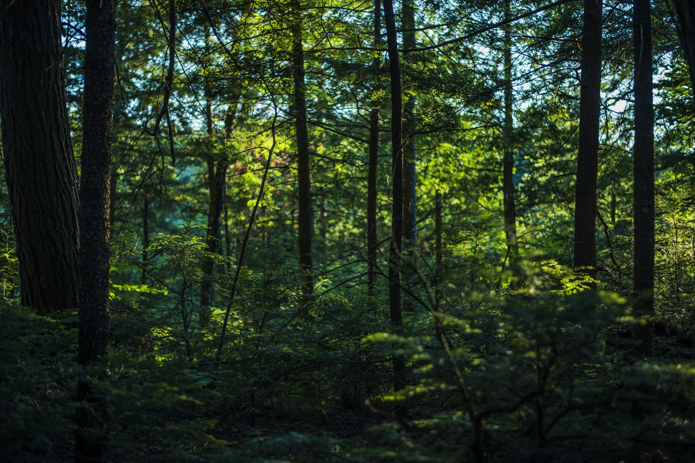 A green forest with tall trees. 